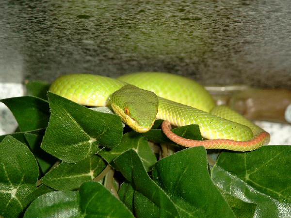  Cryptelytrops (Trimeresurus) Albolabris ID = 