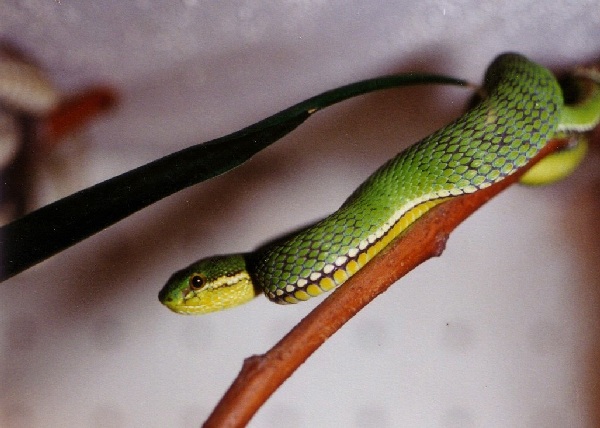  Trimeresurus albolabris x kanburiensis ID = 