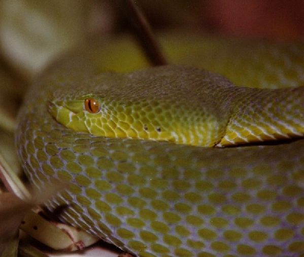  Trimeresurus popeiorum ID = 