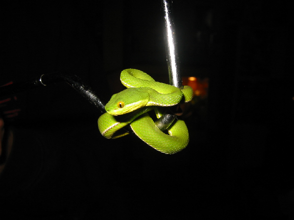  Trimeresurus albolabris ID = 