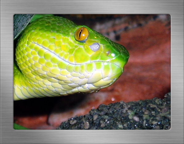  Trimeresurus albolabris ID = 