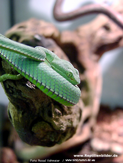  1.0 Trimeresurus Vogeli ID = 