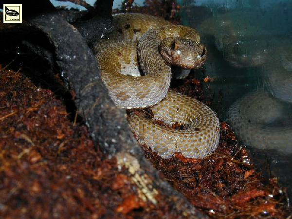  Trimeresurus purpureomaculatus ID = 