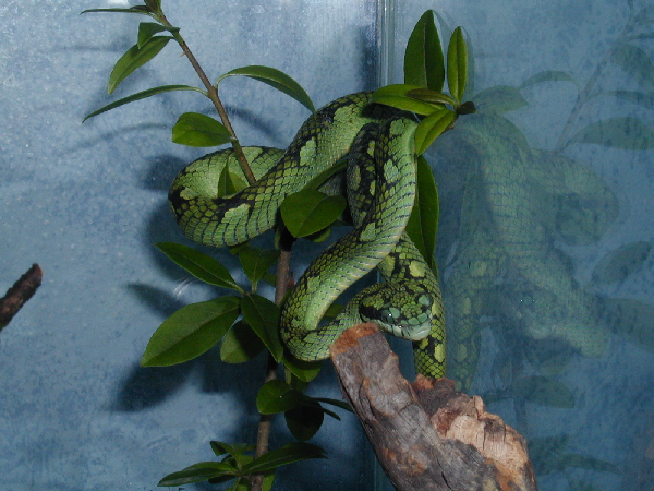  Trimeresurus trigonocephalus ID = 