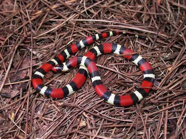  Lampropeltis triangulum elapsoides ID = 