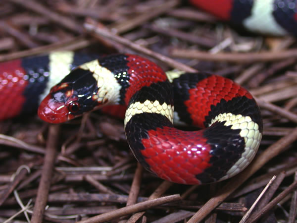  Lampropeltis triangulum elapsoides ID = 