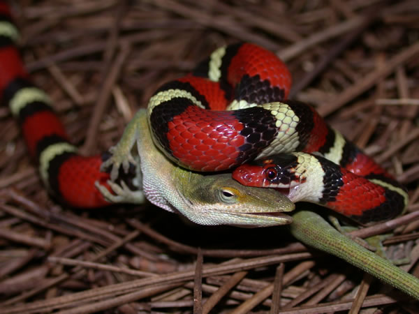  Lampropeltis triangulum elapsoides ID = 