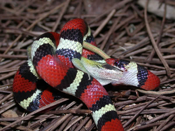  Lampropeltis triangulum elapsoides ID = 