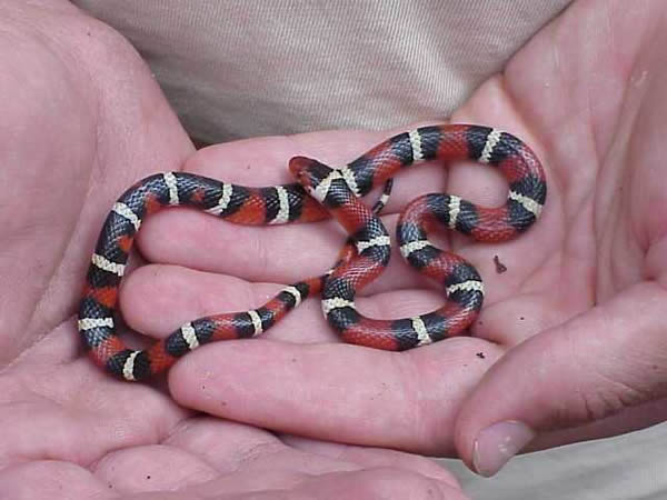  Lampropeltis triangulum elapsoides ID = 