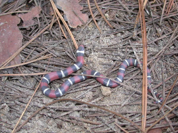  Lampropeltis triangulum elapsoides ID = 