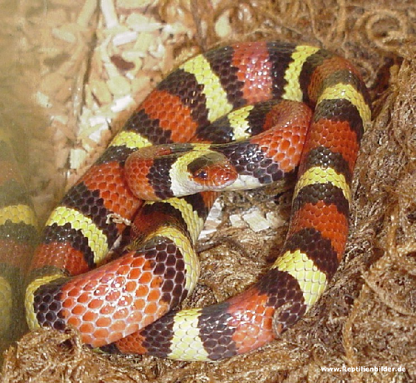  1.0 Lampropeltis Triangulum Elapsoides ID = 