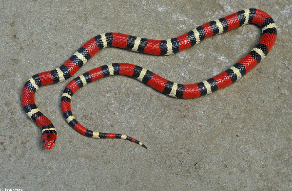  Lampropeltis triangulum elapsoide ID = 