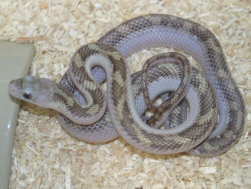  Pantherophis obsoletusobsoleta ID = 