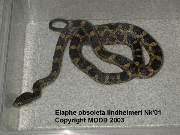  Pantherophis obsoletus lindheimeri ID = 