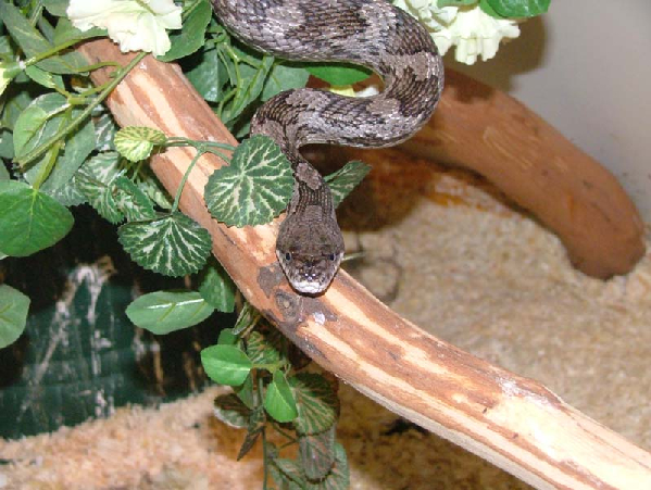  Pantherophis obsoletus spiloides ID = 