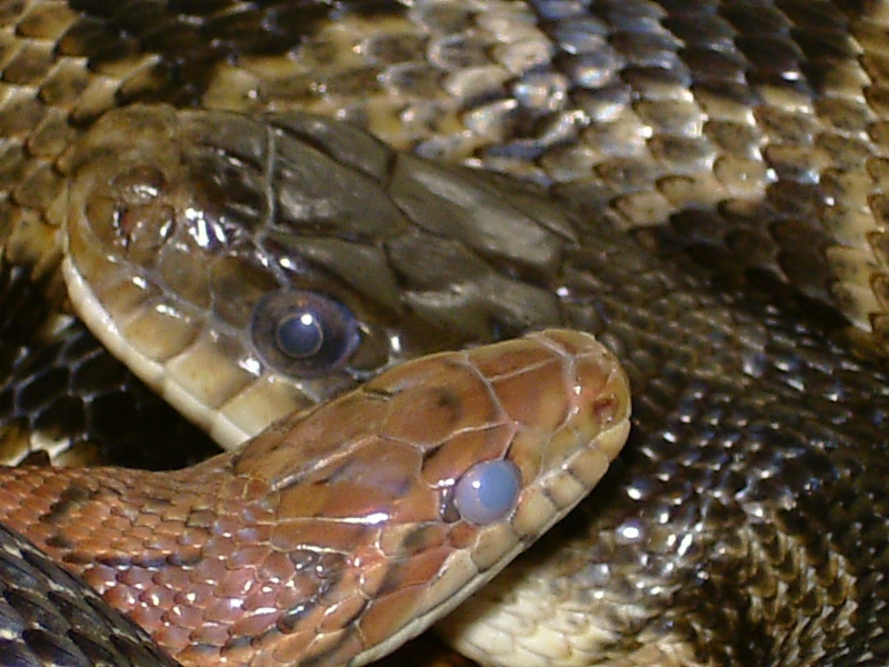  Scotophis o. lindheimeri + Panterophis g. guttatus ID = 