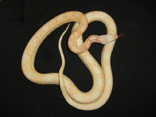  Pantherophis Obsoletus Lindheimeri Hypomelanistic ID = 