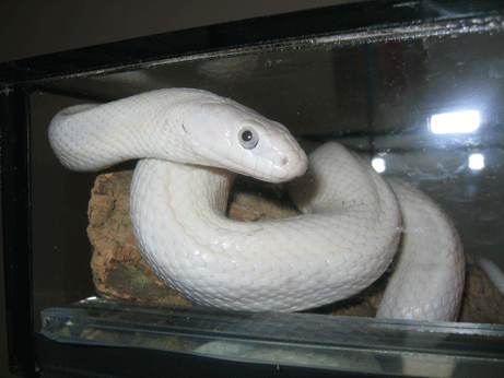 Pantherophis obsoleta lindheimeri ID = 