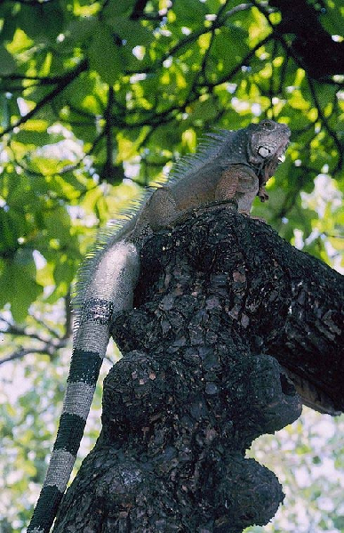  Iguana iguana ID = 