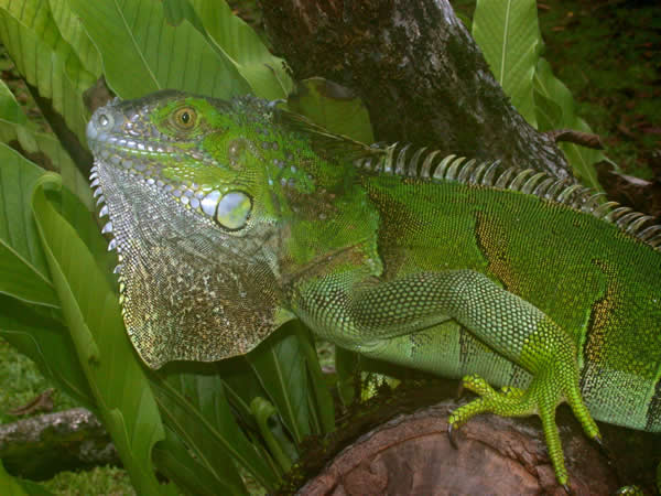  Iguana iguana ID = 