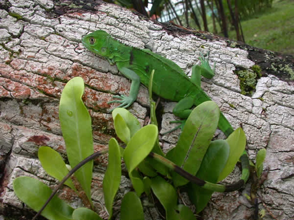  Iguana iguana ID = 