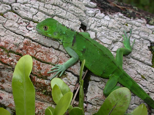  Iguana iguana ID = 