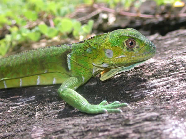  Iguana iguana ID = 