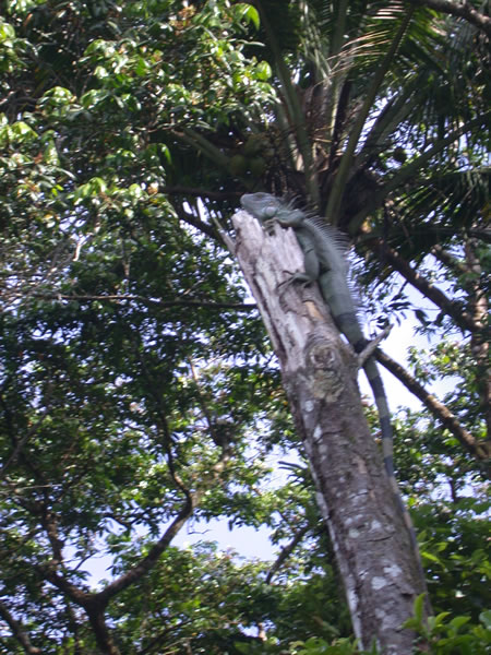  Iguana iguana ID = 