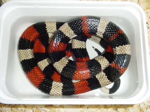  Lampropeltis Triangulum Campbelli ID = 