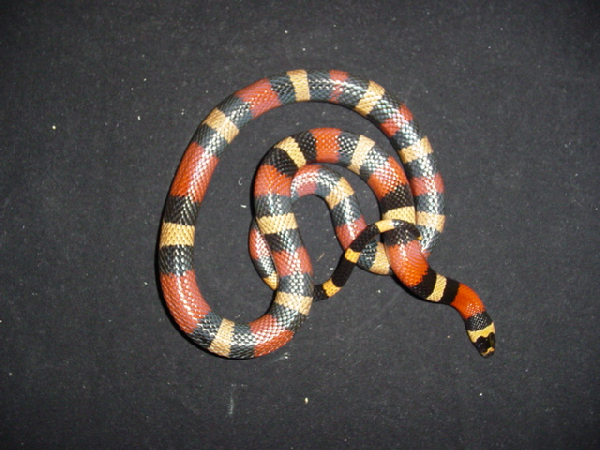  Lampropeltis Triangulum Campbelli Apricot ID = 