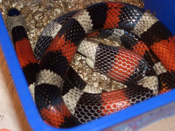  lampropeltis t. campbelli ID = 