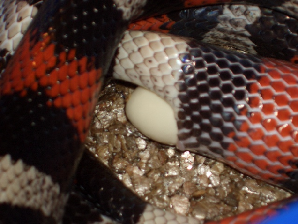  lampropeltis t. campbelli ID = 