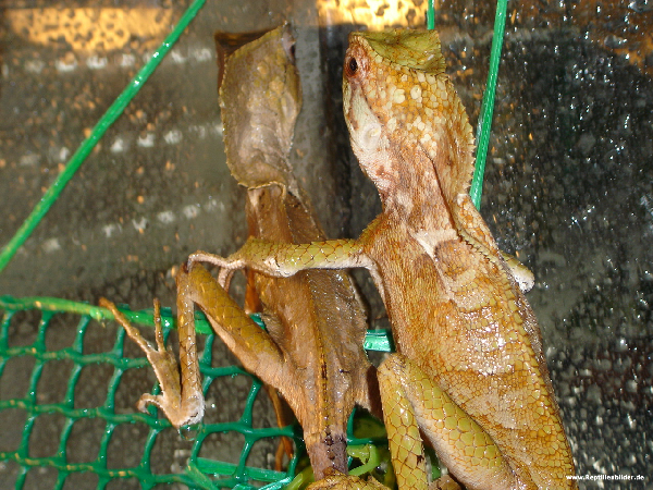  Corytophanes cristatus ID = 