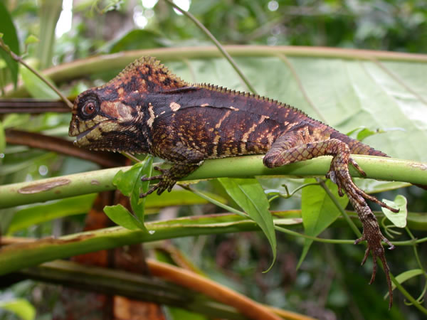  Corytophanes cristatus ID = 