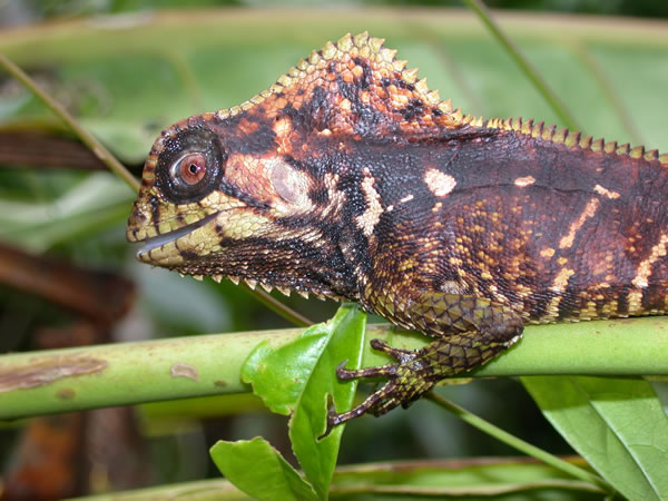  Corytophanes cristatus ID = 