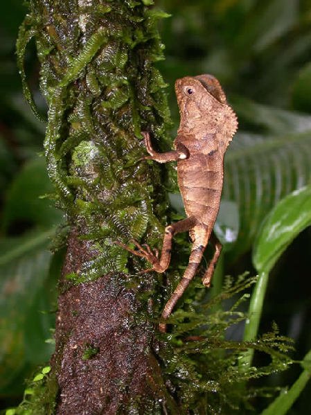  Corytophanes cristatus ID = 