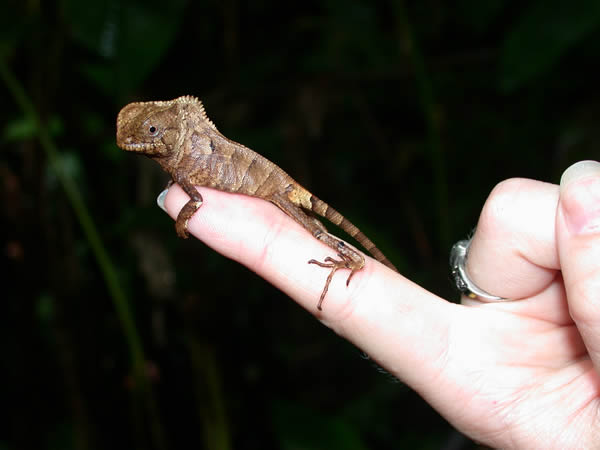  Corytophanes cristatus ID = 