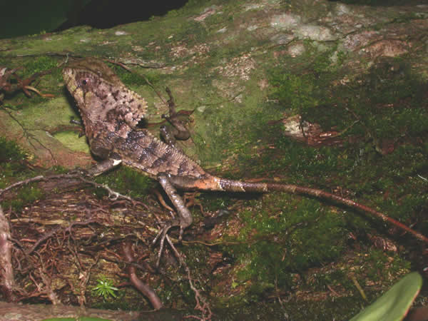  Corytophanes cristatus ID = 