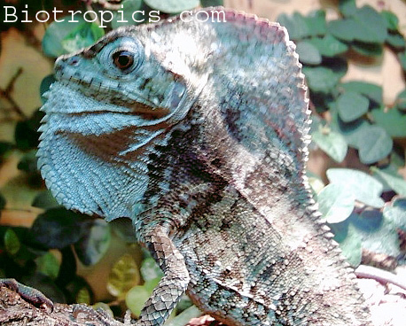  Corytophanes cristatus - Helmleguan ID = 