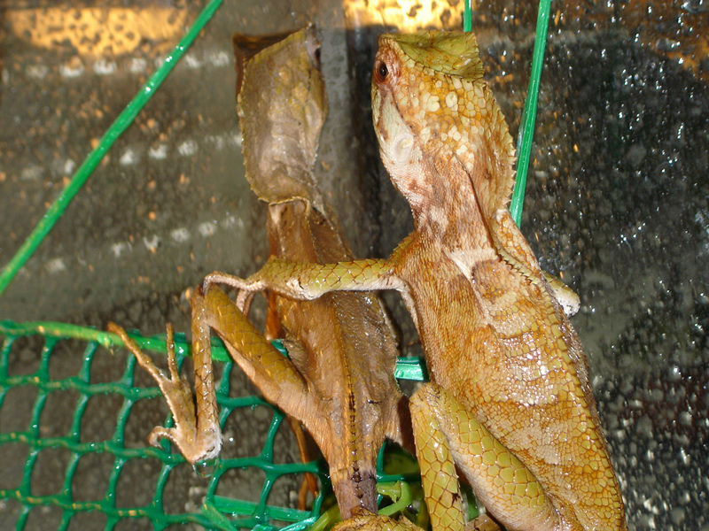  Corytophanes cristatus  Helmleguan ID = 