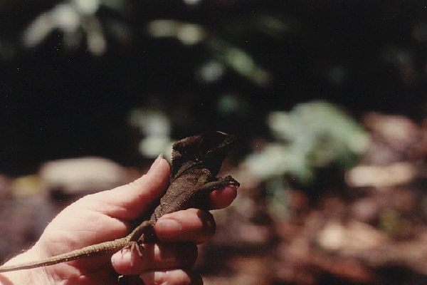  Corytophanes cristatus ID = 