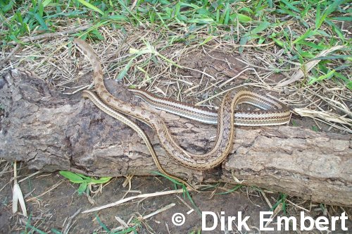  Philodryas psammophideus ID = 