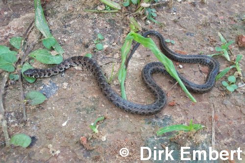  Philodryas varius ID = 