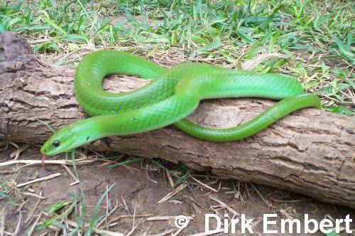  Philodryas viridissimus ID = 