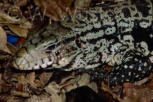  Tupinambis merianae ID = 