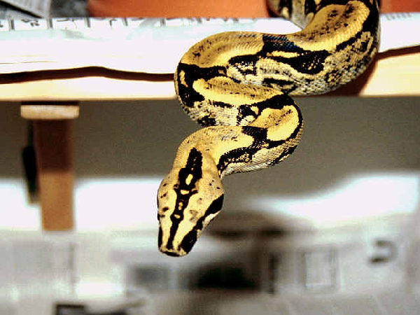  Boa Constrictor Longicauda ID = 