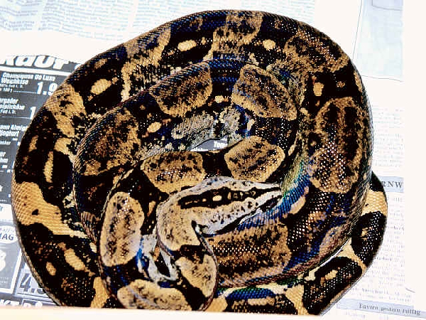  Boa Constrictor Longicauda ID = 