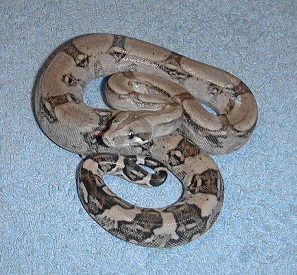  Boa Constrictor Longicauda ID = 