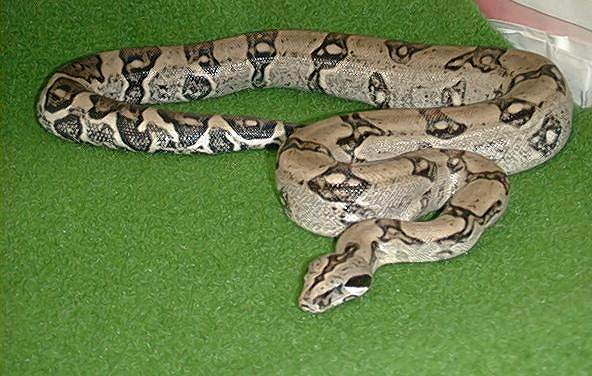  Boa Constrictor Longicauda ID = 