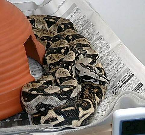  Boa Constrictor Longicauda ID = 